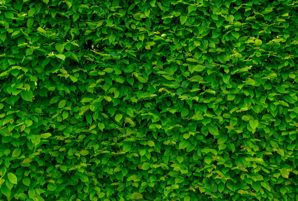 vertical garden of green leaves